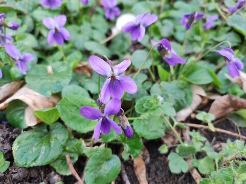 Sweet Violet (Viola odorata) flower