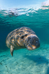A Manatee, Trichechus manatus, photographed at the Crystal River National Wildlife Refuge, Florida
