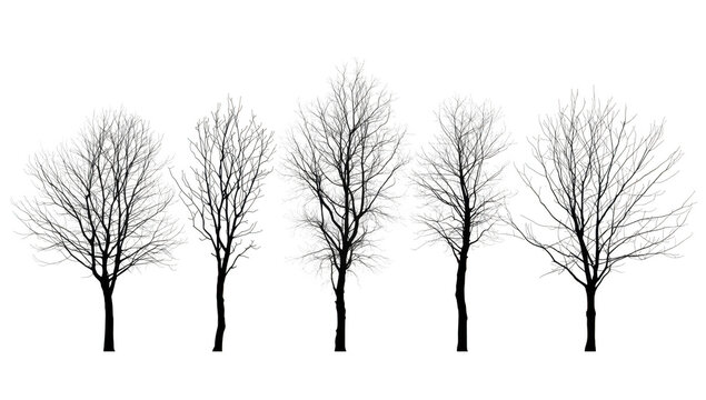 Group of bare trees isolated on transparent background in winter season with no leaves