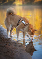 A red Shiba inu dog is drinking water from a Gauja river, Latvia