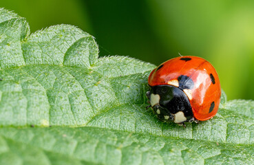 Marienkäfer (Coccinella septempunctata)