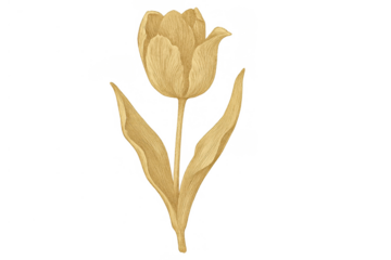 Yellow tulip botanical illustration with stem and leaves, vintage floral art element, spring flower design, transparent background