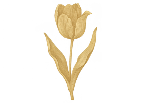 Yellow tulip botanical illustration with stem and leaves, vintage floral art element, spring flower design, transparent background