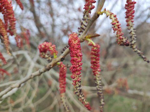 Black Poplar (Populus Nigra) tree blossom