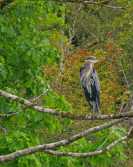 Blue Heron - Perched on a tree branch viewing the river shoreline below