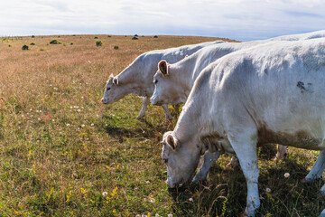 White cows grazing in dry Swedish pasture