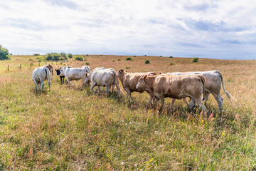 Cows grazing in a dry rural Swedish pasture