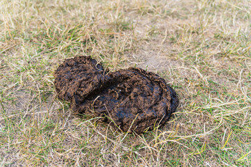 Cow dung on field providing natural fertilizer