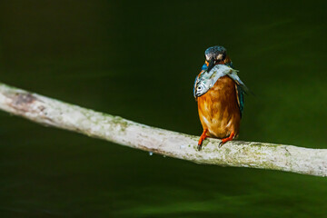 Brightly colored Common Kingfisher Alcedo atthis displaying fresh catch on branch