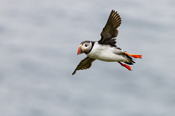 Atlantic puffin Fratercula arctica flying gracefully above the calm northern sea surface