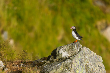 Atlantic Puffin Fratercula arctica standing proudly on rocky coastal cliff edge