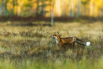 red fox Vulpes vulpes moving cautiously across open meadow in warm sunset light