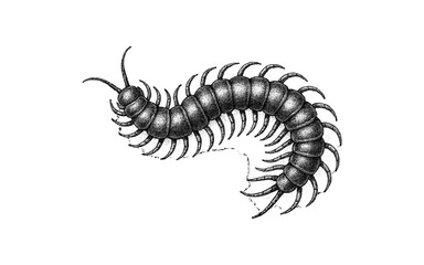 Detailed vintage engraving of a centipede with textured body and curved legs
