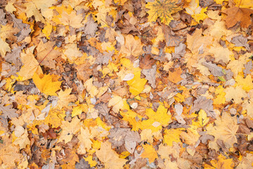 Solid background of autumn maple leaves lying on the ground, autumn season concept background