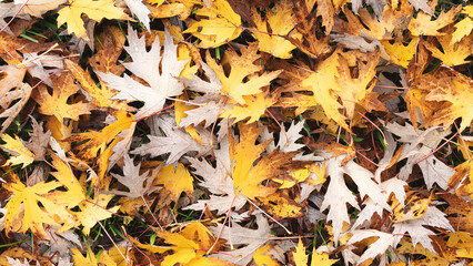 Solid background of autumn maple leaves lying on the ground, autumn season concept background