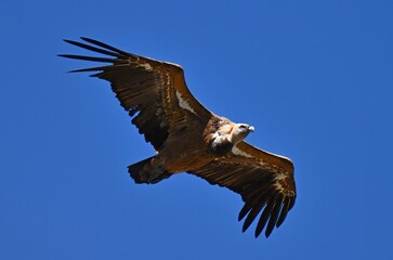 Gänsegeier im Flug