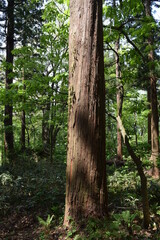 スギの木 針葉樹林