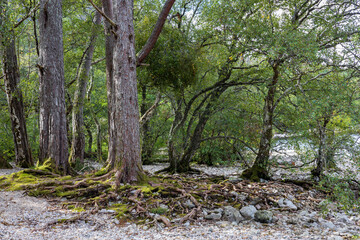 Magical ancient Scottish woodland in northern Scotland with old trees, exposed roots covered in moss, stones and lush green leaves.