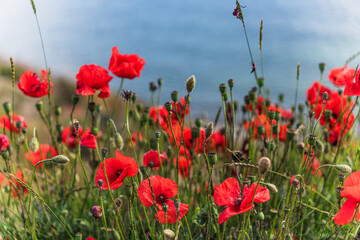 Obraz premium Red poppy flowers displaying vibrant color on a sunny day, growing in a lush green field with the blue sea shimmering in the background, symbolizing natural beauty and summer landscape