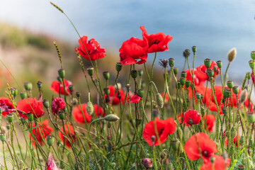 Vivid red poppy flowers blooming in a meadow, showing fresh blossoms, developing seed pods, and green foliage, with a blurred blue coastal background, symbolizing summer growth