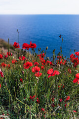 Vivid red poppy flowers creating a vibrant contrast against the deep blue sea, growing wild on a sunlit cliff with a clear sky in the background, symbolizing nature's beauty and resilience