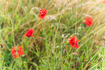 Wild red poppy flowers and green seed pods emerge from tall grasses, capturing the essence of vibrant summer nature with a soft, warm light filtering through the scene