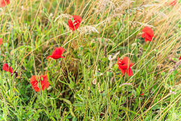 Red poppies and green seed pods rising through wild grasses in a sunny summer meadow, vibrant red blooms contrasting with fresh green foliage for a tranquil rural scene