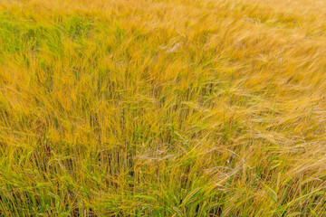Ripening barley field with a beautiful mix of green and yellow hues, capturing the essence of agriculture and natural growth swaying rhythmically under the summer sky