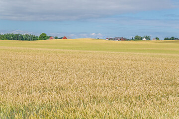 Golden wheat fields ripening under a blue summer sky, creating a picturesque rural agricultural landscape with distant traditional red farm buildings and green trees on the horizon