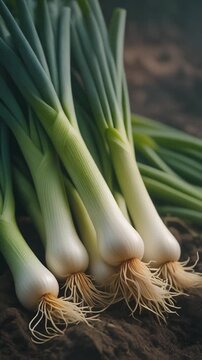 Fresh Spring Onions: A Close-Up Look at Garden Vegetables.