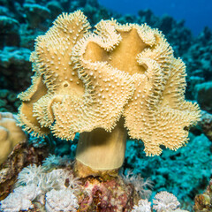 Lederkoralle (Sarcophyton sp.)