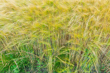 Wheat field shows many green and golden cereal stalks bending in a breeze, creating a natural agricultural background symbolizing growth, nature, and food production