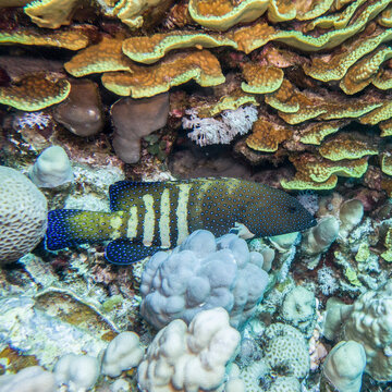 Pfauen-Zackenbarsch (Cephalopholus argus)