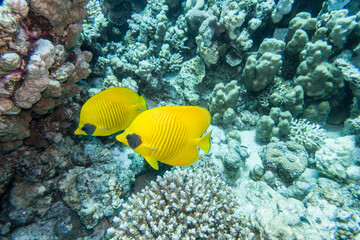 Maskenfalterfisch (Chaetodon semilarvatus)