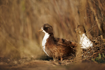 cute brown call duck outdoors on a farm