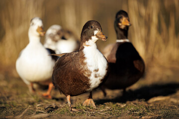 cute brown and white call ducks on a farm