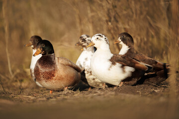 cute brown and white call ducks on a sunny day