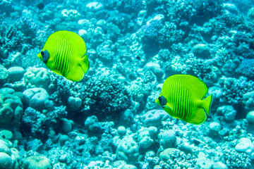 Maskenfalterfisch (Chaetodon semilarvatus)