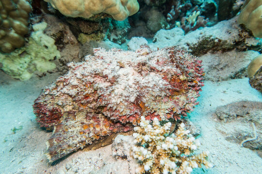 Echter Steinfisch (Synanceia verrucosa)