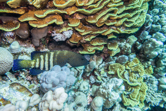 Pfauen-Zackenbarsch (Cephalopholus argus)