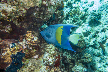 Arabischer Kaiserfisch,