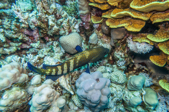 Pfauen-Zackenbarsch (Cephalopholus argus)