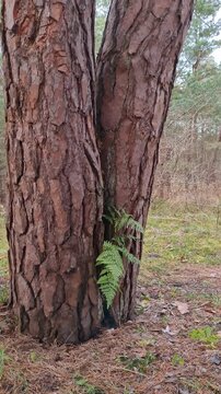 Lettland, Ventspils, K&uuml;stenwald, doppelte Kiefer mit Farn, Herbst.