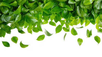 Fresh green basil leaves forming a border isolated on transparent background, healthy and vibrant