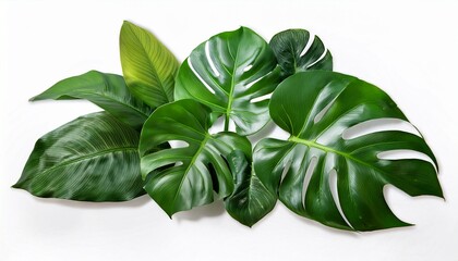 Monstera Plant Leaves The Tropical Evergreen Vine Isolated On White Background Clipping Path Included