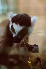 Obraz premium Lemur primate animal wildlife portrait closeup eating mammal captured in soft light, detailed face and hands holding a plant stem, calm expression and natural feeding behavior.