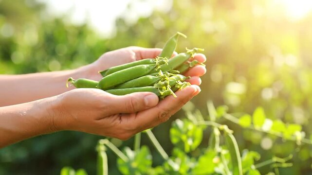 Freshly Harvested Green Peas Held in Hands Outdoors.