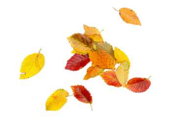 colorful fallen autumn dry leaves pile isolated on white background, clipping path, top view