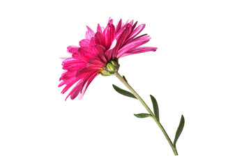 small pink dahlia flowers on a white background