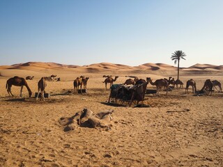 A camel caravan camps among the dunes of the Merzouga desert. A trip to Morocco's Sahara Desert.